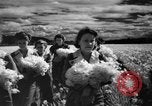 Image of Daffodils Tacoma Washington USA, 1936, second 39 stock footage video 65675042778