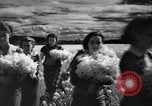 Image of Daffodils Tacoma Washington USA, 1936, second 40 stock footage video 65675042778