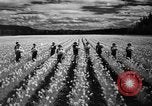 Image of Daffodils Tacoma Washington USA, 1936, second 41 stock footage video 65675042778