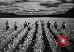 Image of Daffodils Tacoma Washington USA, 1936, second 42 stock footage video 65675042778