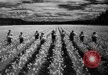Image of Daffodils Tacoma Washington USA, 1936, second 43 stock footage video 65675042778