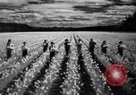 Image of Daffodils Tacoma Washington USA, 1936, second 44 stock footage video 65675042778