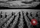 Image of Daffodils Tacoma Washington USA, 1936, second 46 stock footage video 65675042778