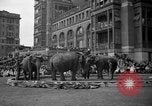 Image of Ringling Brothers Barnum and Bailey circus New York United States USA, 1936, second 11 stock footage video 65675042780