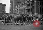Image of Ringling Brothers Barnum and Bailey circus New York United States USA, 1936, second 13 stock footage video 65675042780