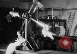 Standbild Kakadus Philadelphia Pennsylvania USA, 1930, aus Sekunde 16 historischem Filmmaterial Videoclip 65675042804