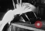 Standbild Kakadus Philadelphia Pennsylvania USA, 1930, aus Sekunde 19 historischem Filmmaterial Videoclip 65675042804