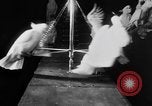 Standbild Kakadus Philadelphia Pennsylvania USA, 1930, aus Sekunde 21 historischem Filmmaterial Videoclip 65675042804