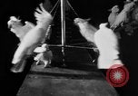 Standbild Kakadus Philadelphia Pennsylvania USA, 1930, aus Sekunde 22 historischem Filmmaterial Videoclip 65675042804