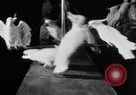Standbild Kakadus Philadelphia Pennsylvania USA, 1930, aus Sekunde 24 historischem Filmmaterial Videoclip 65675042804