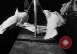 Standbild Kakadus Philadelphia Pennsylvania USA, 1930, aus Sekunde 25 historischem Filmmaterial Videoclip 65675042804