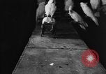 Standbild Kakadus Philadelphia Pennsylvania USA, 1930, aus Sekunde 40 historischem Filmmaterial Videoclip 65675042804