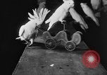 Standbild Kakadus Philadelphia Pennsylvania USA, 1930, aus Sekunde 41 historischem Filmmaterial Videoclip 65675042804