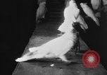 Standbild Kakadus Philadelphia Pennsylvania USA, 1930, aus Sekunde 42 historischem Filmmaterial Videoclip 65675042804