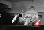 Standbild Kakadus Philadelphia Pennsylvania USA, 1930, aus Sekunde 46 historischem Filmmaterial Videoclip 65675042804