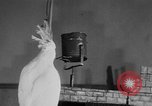 Standbild Kakadus Philadelphia Pennsylvania USA, 1930, aus Sekunde 50 historischem Filmmaterial Videoclip 65675042804
