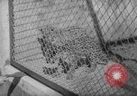 Image of Leopard family in Rio de Janeiro Zoo Rio de Janeiro Brazil, 1963, second 4 stock footage video 65675042835