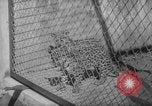 Image of Leopard family in Rio de Janeiro Zoo Rio de Janeiro Brazil, 1963, second 5 stock footage video 65675042835