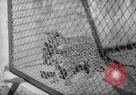 Image of Leopard family in Rio de Janeiro Zoo Rio de Janeiro Brazil, 1963, second 6 stock footage video 65675042835