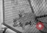 Image of Leopard family in Rio de Janeiro Zoo Rio de Janeiro Brazil, 1963, second 7 stock footage video 65675042835