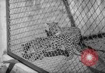 Image of Leopard family in Rio de Janeiro Zoo Rio de Janeiro Brazil, 1963, second 8 stock footage video 65675042835