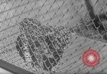 Image of Leopard family in Rio de Janeiro Zoo Rio de Janeiro Brazil, 1963, second 9 stock footage video 65675042835