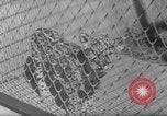 Image of Leopard family in Rio de Janeiro Zoo Rio de Janeiro Brazil, 1963, second 10 stock footage video 65675042835