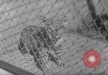 Image of Leopard family in Rio de Janeiro Zoo Rio de Janeiro Brazil, 1963, second 11 stock footage video 65675042835