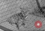 Image of Leopard family in Rio de Janeiro Zoo Rio de Janeiro Brazil, 1963, second 12 stock footage video 65675042835