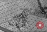 Image of Leopard family in Rio de Janeiro Zoo Rio de Janeiro Brazil, 1963, second 13 stock footage video 65675042835