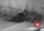 Image of Leopard family in Rio de Janeiro Zoo Rio de Janeiro Brazil, 1963, second 14 stock footage video 65675042835