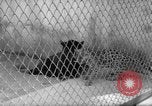 Image of Leopard family in Rio de Janeiro Zoo Rio de Janeiro Brazil, 1963, second 15 stock footage video 65675042835