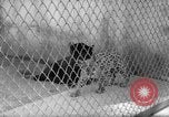 Image of Leopard family in Rio de Janeiro Zoo Rio de Janeiro Brazil, 1963, second 16 stock footage video 65675042835