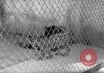 Image of Leopard family in Rio de Janeiro Zoo Rio de Janeiro Brazil, 1963, second 17 stock footage video 65675042835