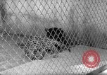 Image of Leopard family in Rio de Janeiro Zoo Rio de Janeiro Brazil, 1963, second 18 stock footage video 65675042835