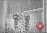 Image of Leopard family in Rio de Janeiro Zoo Rio de Janeiro Brazil, 1963, second 19 stock footage video 65675042835