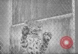 Image of Leopard family in Rio de Janeiro Zoo Rio de Janeiro Brazil, 1963, second 20 stock footage video 65675042835