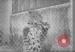 Image of Leopard family in Rio de Janeiro Zoo Rio de Janeiro Brazil, 1963, second 21 stock footage video 65675042835