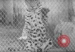 Image of Leopard family in Rio de Janeiro Zoo Rio de Janeiro Brazil, 1963, second 22 stock footage video 65675042835