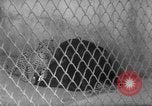 Image of Leopard family in Rio de Janeiro Zoo Rio de Janeiro Brazil, 1963, second 23 stock footage video 65675042835