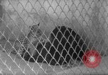 Image of Leopard family in Rio de Janeiro Zoo Rio de Janeiro Brazil, 1963, second 24 stock footage video 65675042835