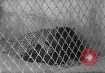 Image of Leopard family in Rio de Janeiro Zoo Rio de Janeiro Brazil, 1963, second 25 stock footage video 65675042835