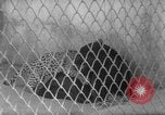 Image of Leopard family in Rio de Janeiro Zoo Rio de Janeiro Brazil, 1963, second 26 stock footage video 65675042835