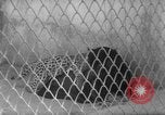 Image of Leopard family in Rio de Janeiro Zoo Rio de Janeiro Brazil, 1963, second 27 stock footage video 65675042835