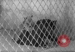 Image of Leopard family in Rio de Janeiro Zoo Rio de Janeiro Brazil, 1963, second 28 stock footage video 65675042835