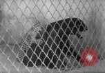 Image of Leopard family in Rio de Janeiro Zoo Rio de Janeiro Brazil, 1963, second 29 stock footage video 65675042835