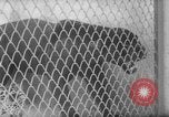 Image of Leopard family in Rio de Janeiro Zoo Rio de Janeiro Brazil, 1963, second 30 stock footage video 65675042835