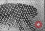 Image of Leopard family in Rio de Janeiro Zoo Rio de Janeiro Brazil, 1963, second 31 stock footage video 65675042835