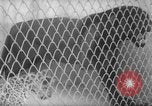 Image of Leopard family in Rio de Janeiro Zoo Rio de Janeiro Brazil, 1963, second 32 stock footage video 65675042835