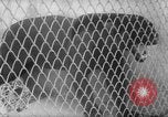 Image of Leopard family in Rio de Janeiro Zoo Rio de Janeiro Brazil, 1963, second 33 stock footage video 65675042835